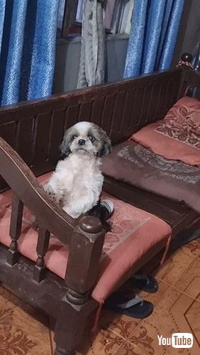 「Dog Waits for Her Turn to Dance || ViralHog」