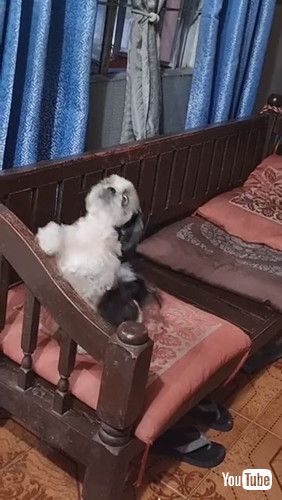 「Dog Waits for Her Turn to Dance || ViralHog」