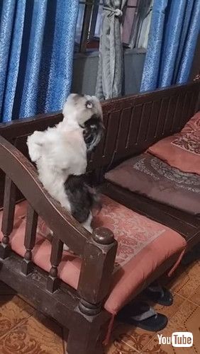 「Dog Waits for Her Turn to Dance || ViralHog」