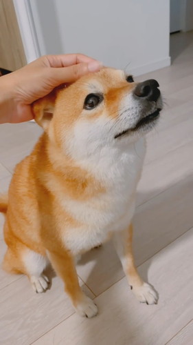 眉間マッサージワンコ