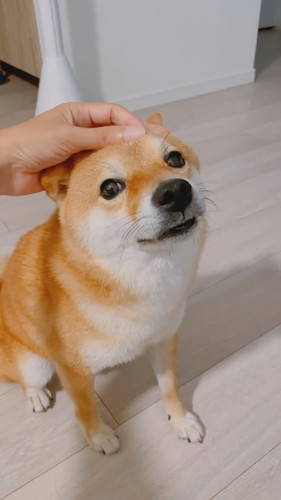 眉間マッサージワンコ