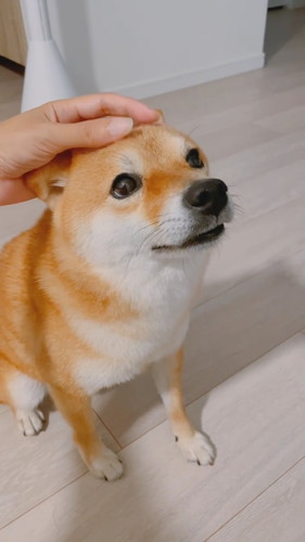 眉間マッサージワンコ