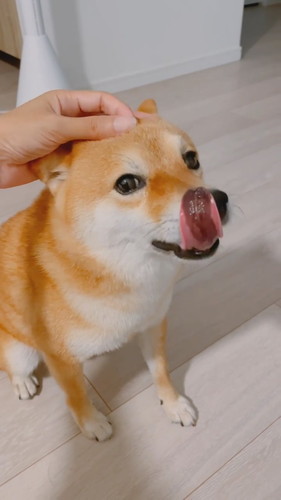 眉間マッサージワンコ