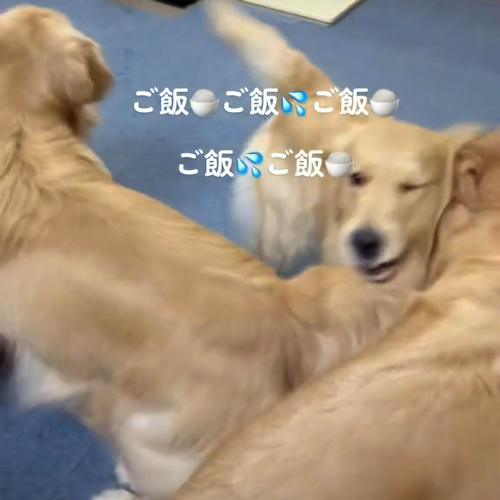 歓喜の舞の犬