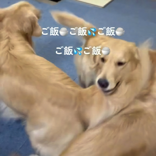もみ合う犬