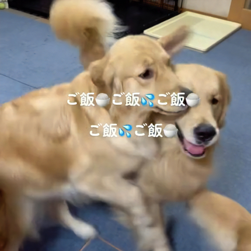 ぶつかる犬