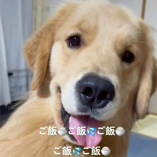 笑顔な犬
