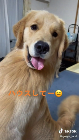 舌を出す犬