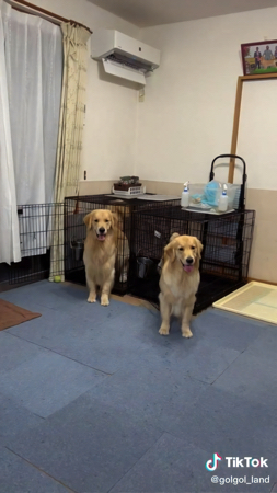 ケージに戻る犬