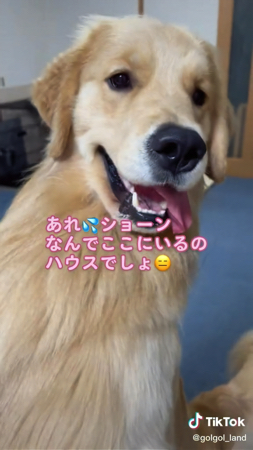 また来た犬