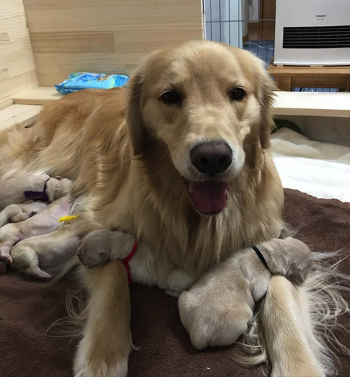 ママになった犬