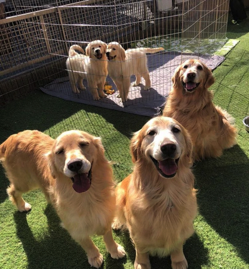 家族写真を撮る犬