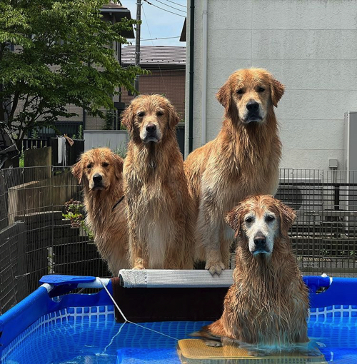 プールに入る犬