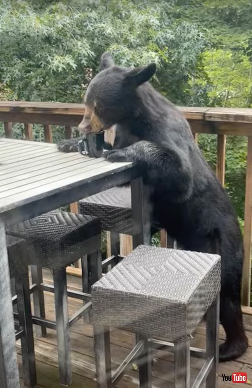 コーヒーやジュースを飲む子グマ