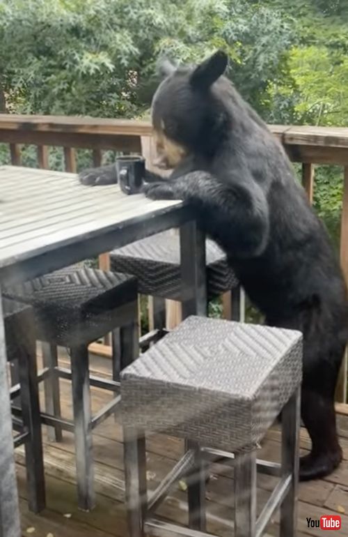 コーヒーやジュースを飲む子グマ