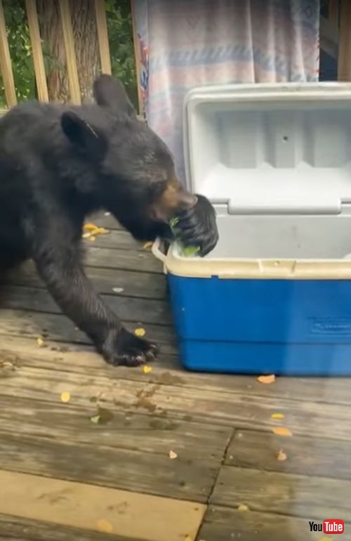 コーヒーやジュースを飲む子グマ