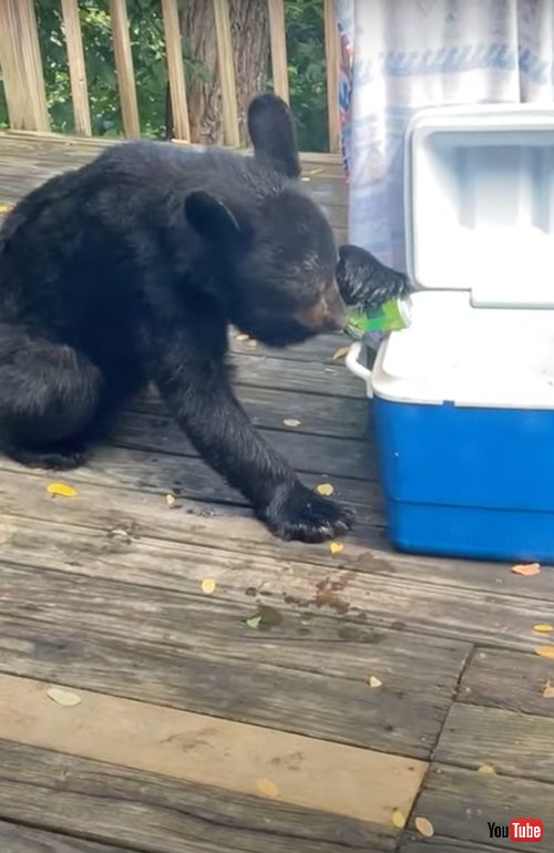 コーヒーやジュースを飲む子グマ