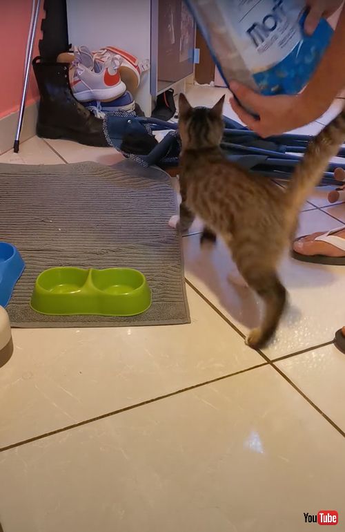 ごはんがうれしくてスリスリする猫