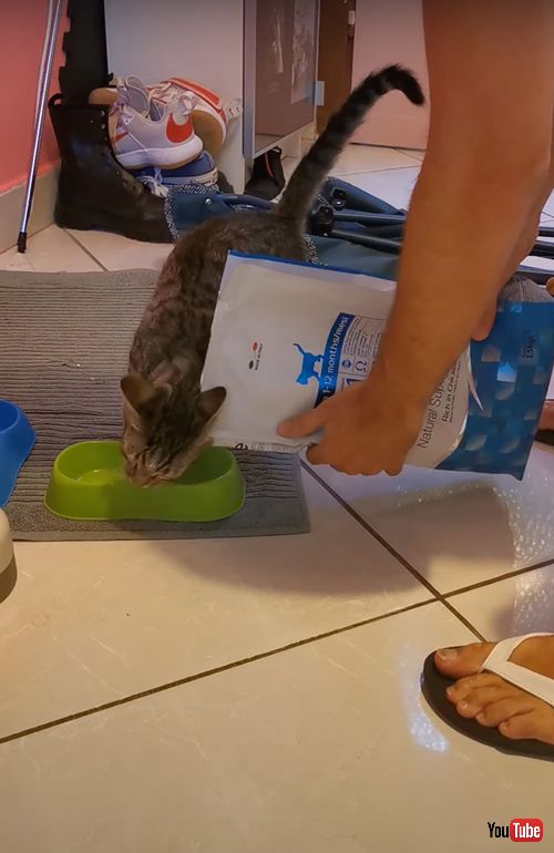 ごはんがうれしくてスリスリする猫