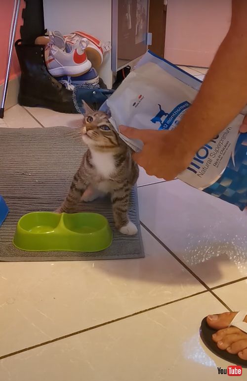 ごはんがうれしくてスリスリする猫