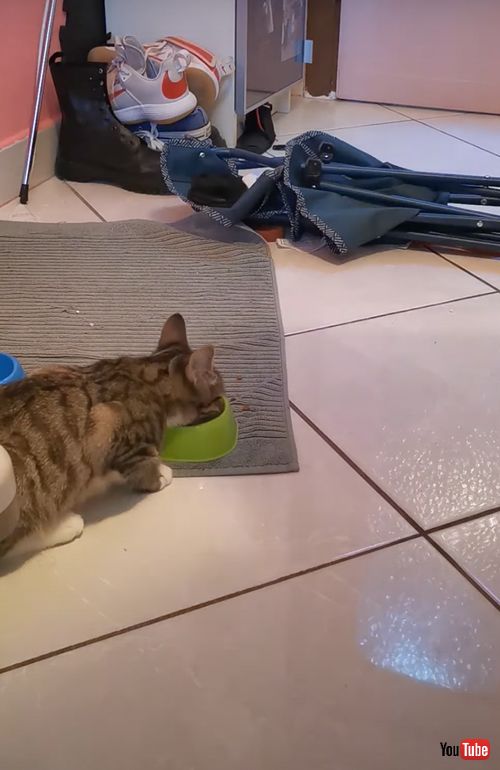 ごはんがうれしくてスリスリする猫