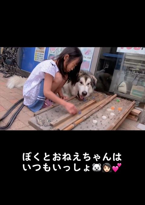 口をあけてるワンコ