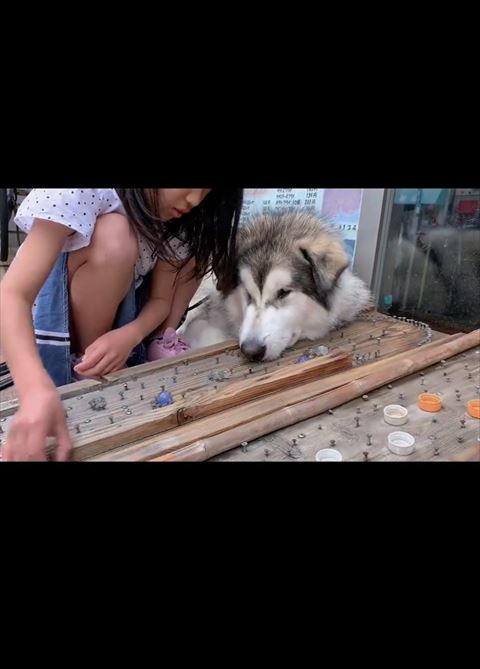 娘さんの手元を見るワンコ