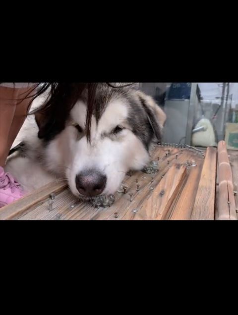 ワンコ正面アップ