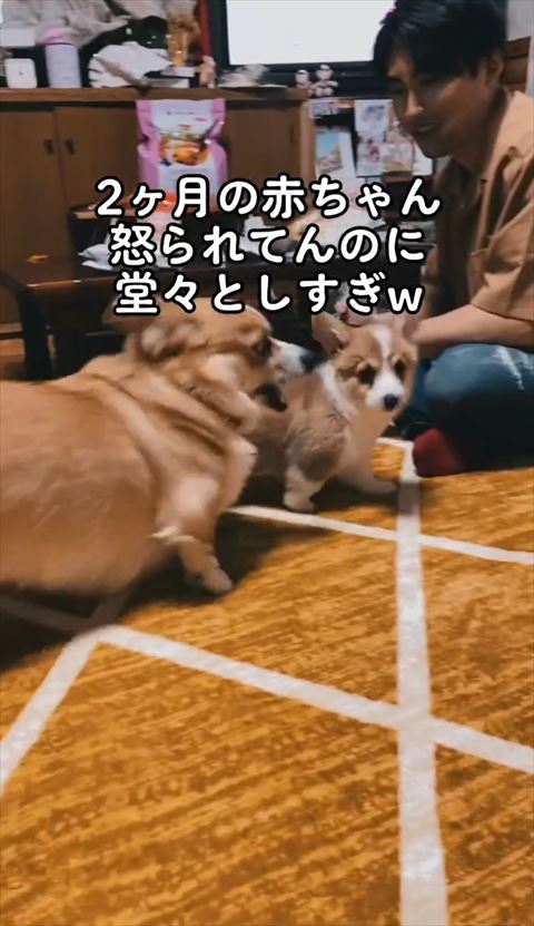 吠えるワンコと子犬正面から
