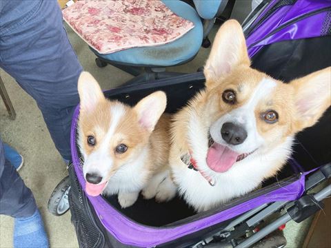 カートに乗る2匹