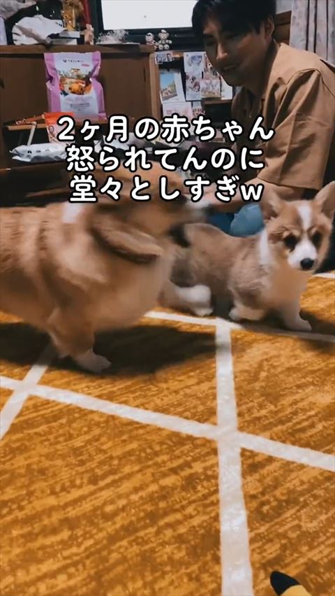 左前足あげえる母犬