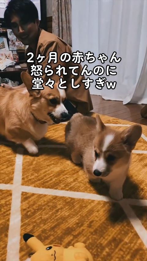 歩く子犬についていく母