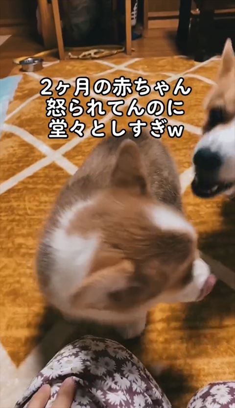 舌だしてる子犬