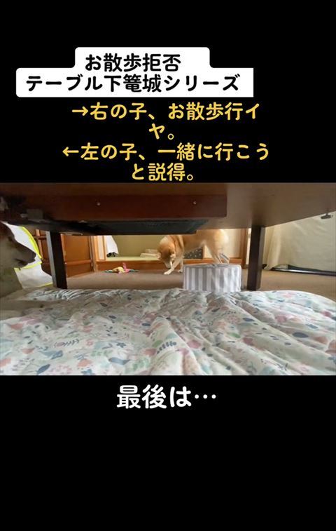 足元見てるももちゃん