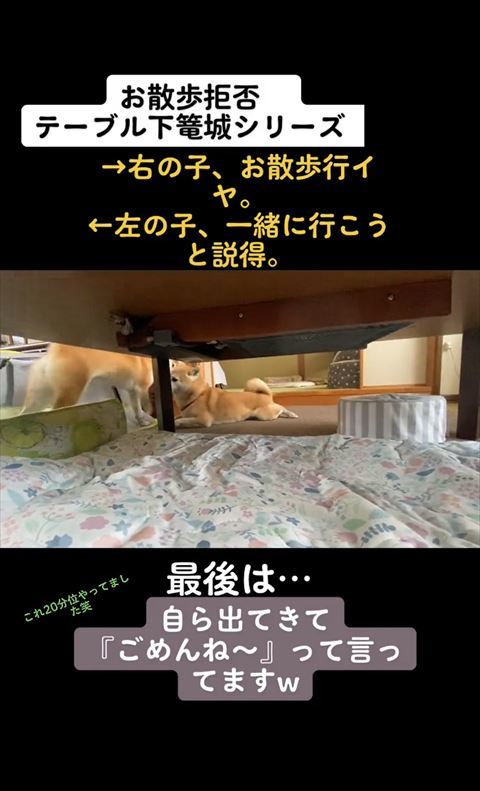 伏せするももちゃん