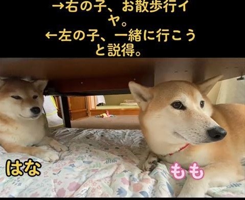 眠そうなはなちゃんと横向きのももちゃん