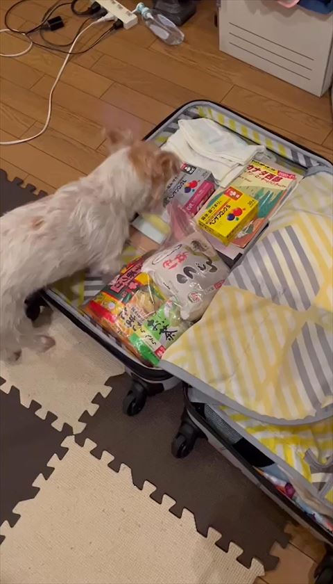 キャリーケースのぞく