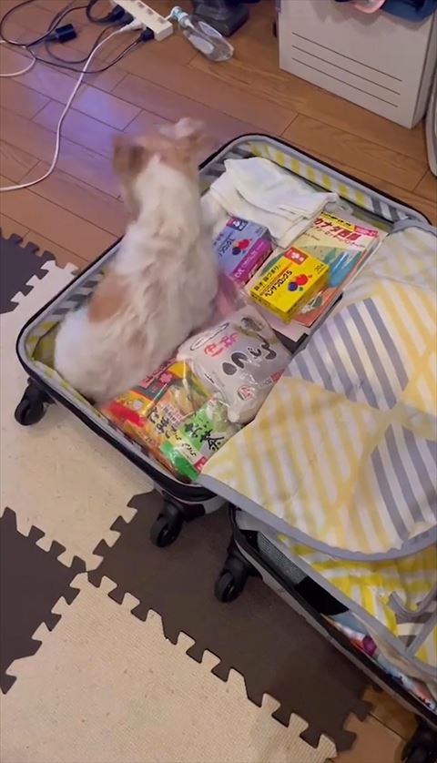 キャリーケースにお座り