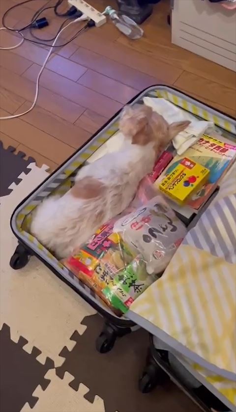 キャリーケースに寝てる