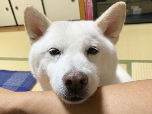 アピールする柴犬