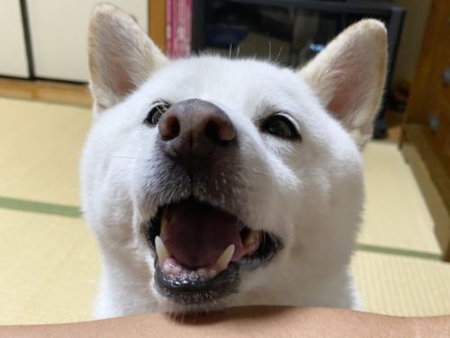 アピールする柴犬