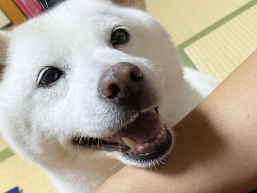 アピールする柴犬