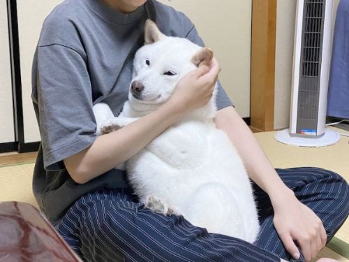 抱っこされる柴犬