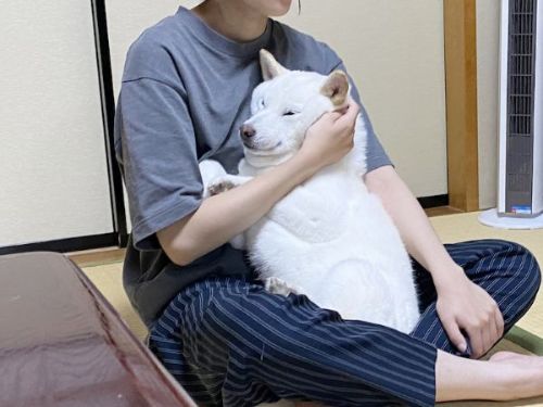 抱っこされる柴犬