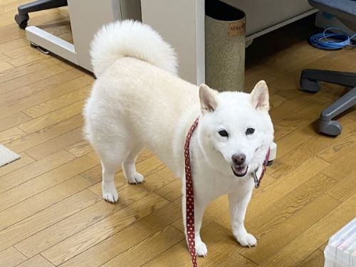 会社にいる柴犬