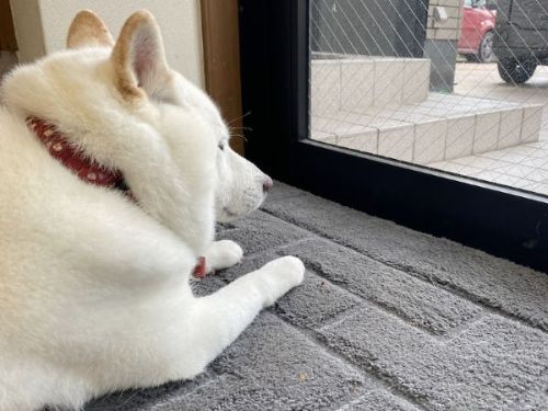 会社にいる柴犬