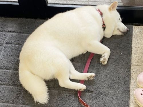 会社にいる柴犬