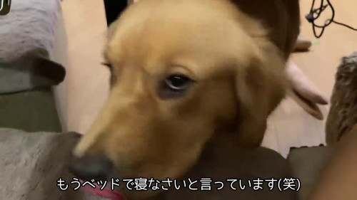 ベッドで寝なさい