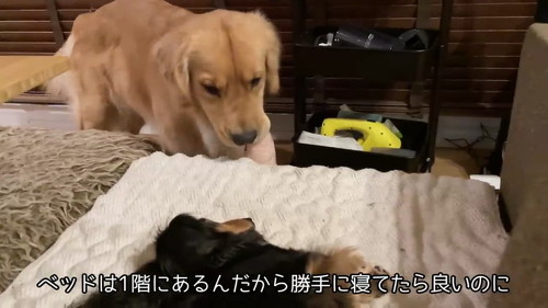 勝手に寝たらいいのに