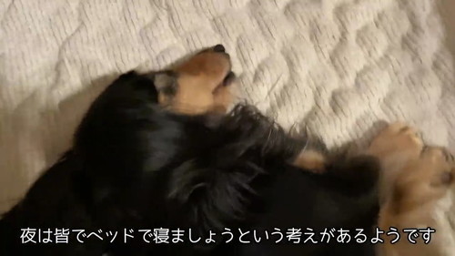 寝るダックス